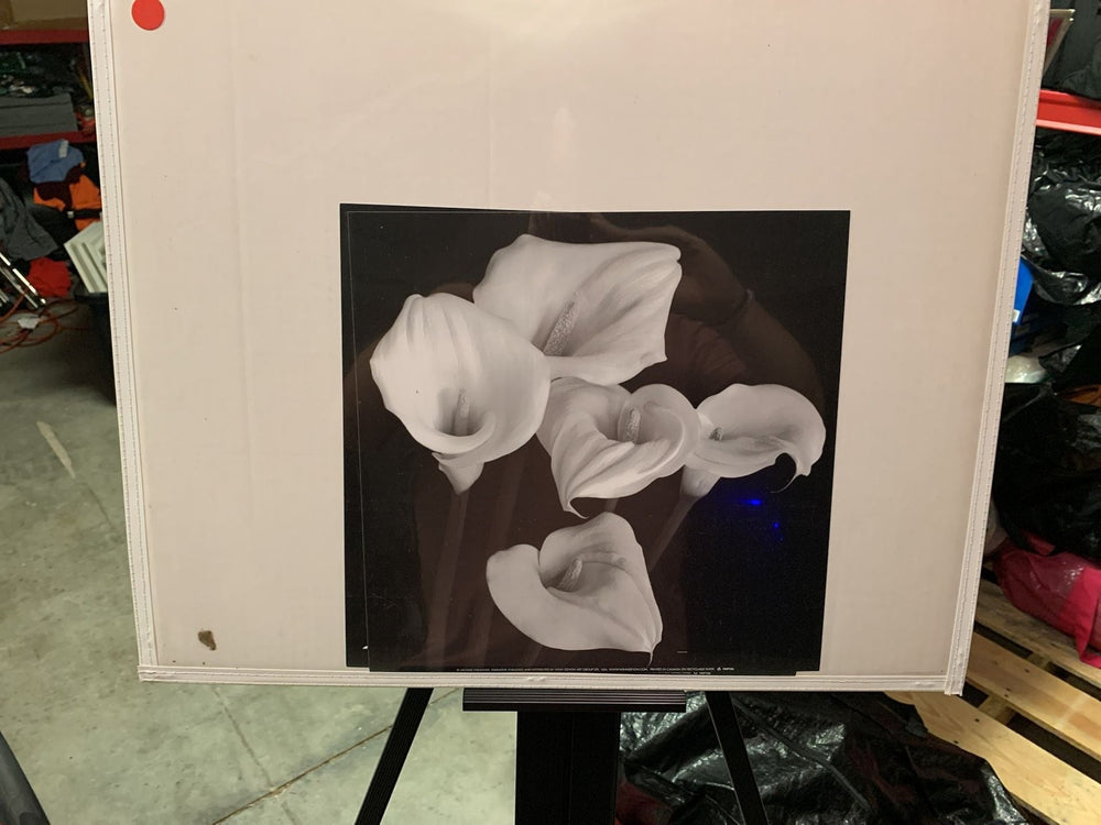 Michael Faragher Harmony Calla Lily Black and White Framed Art Print