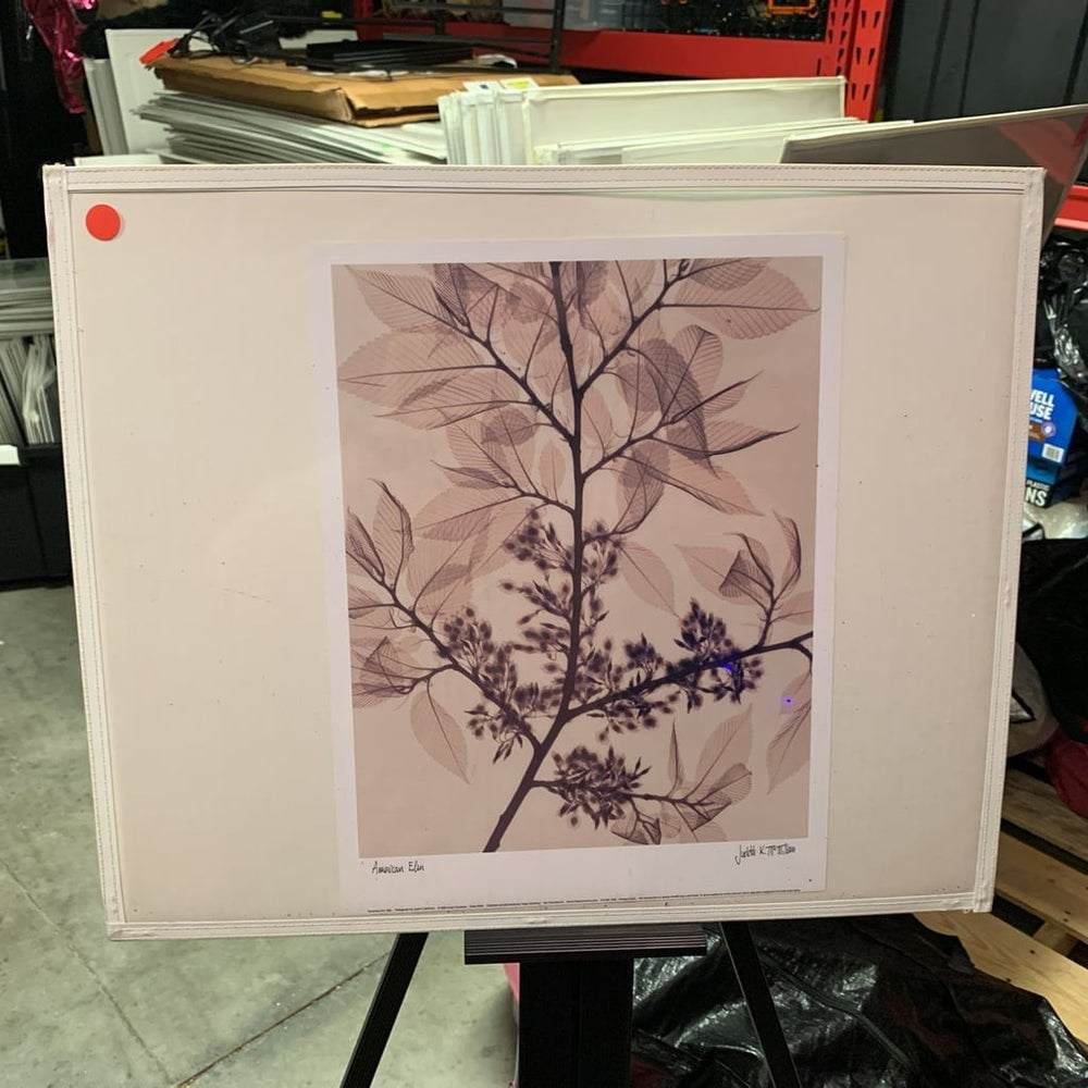 Judith K. McMillan American Elm X-Ray Botanical Art Print